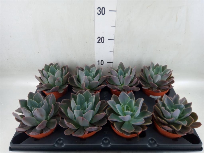 <h4>Echeveria   ...</h4>