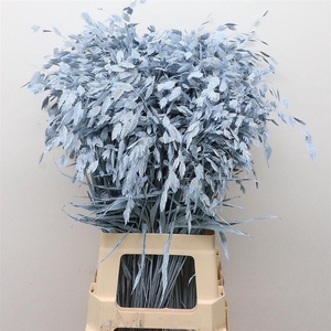 Chasmantium Klb Light Blue