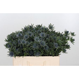 ERYNGIUM AQUARIUS QUESTAR ERYNG AQU