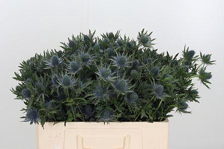 <h4>ERYNGIUM AQUARIUS QUESTAR ERYNG AQU</h4>