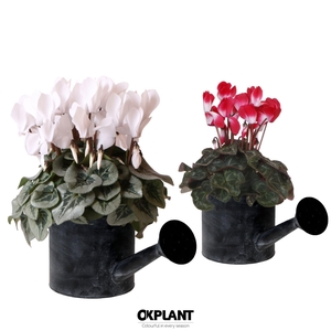 Cyclamen mix in Watering Can pot