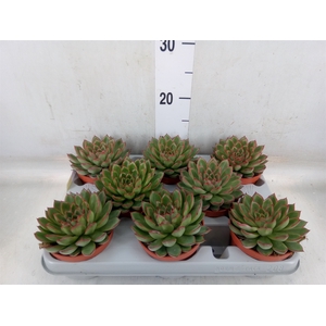 Echeveria   ...