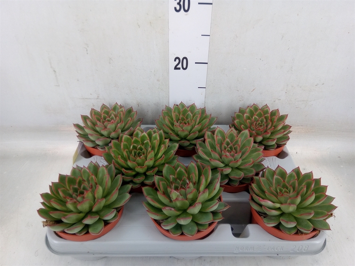 <h4>Echeveria   ...</h4>
