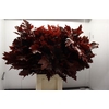Quercus rubra colored RED