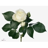 R Tr Alabaster Franz Heyer