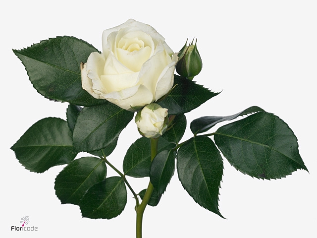 R Tr Alabaster Franz Heyer