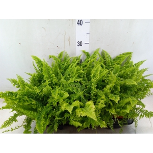 Nephrolepis exal. 'Vitale'