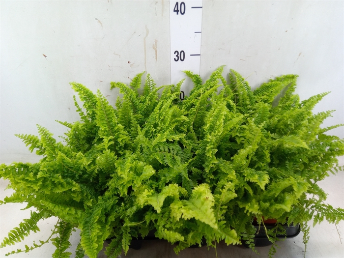 <h4>Nephrolepis exal. 'Vitale'</h4>