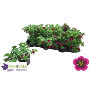 CALIB CA GD NIGH KIS