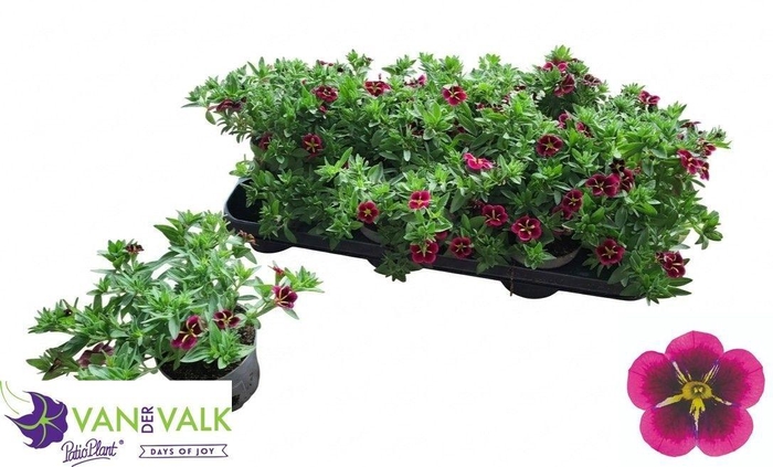 <h4>CALIB CA GD NIGH KIS</h4>