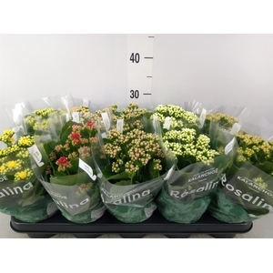 Kalanchoe blos. 'Rosalina'  ..mix 6