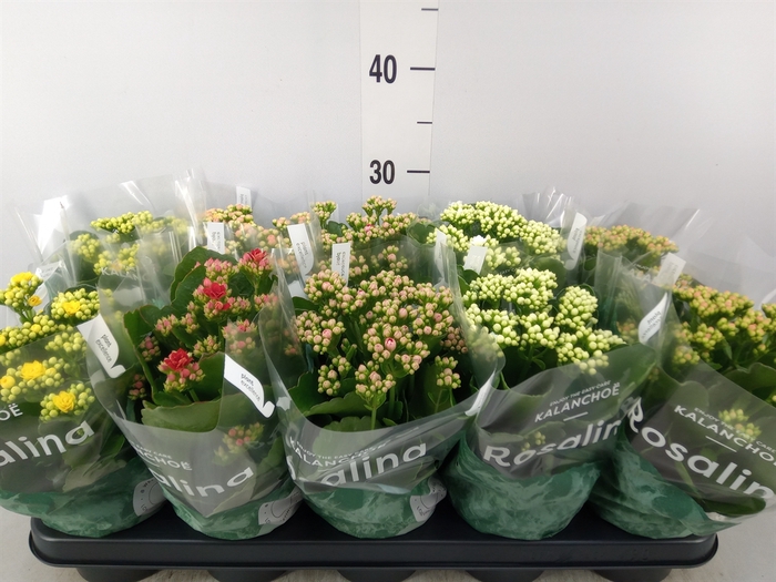<h4>Kalanchoe blos. 'Rosalina'  ..mix 6</h4>