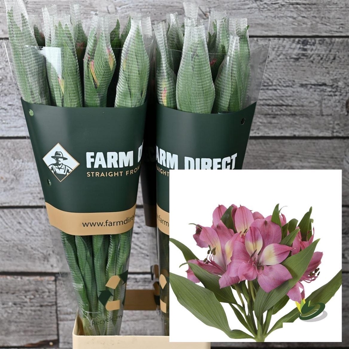 <h4>Alstr Napoli</h4>