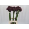 Allium Cherry