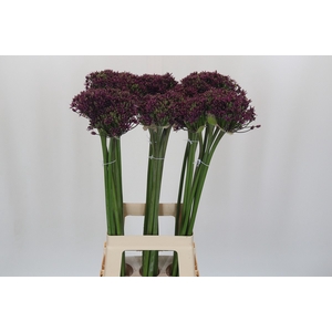 Allium Cherry