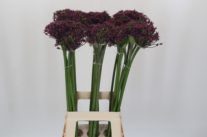 <h4>Allium Cherry</h4>