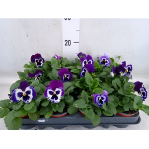 Viola wr. 'Alpha Purple White'