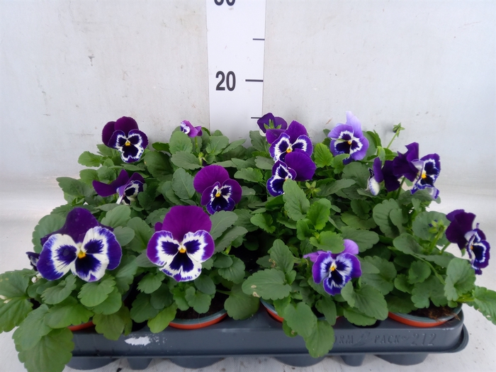 <h4>Viola wr. 'Alpha Purple White'</h4>