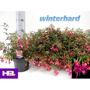 FUCHSIA TOM THUMB