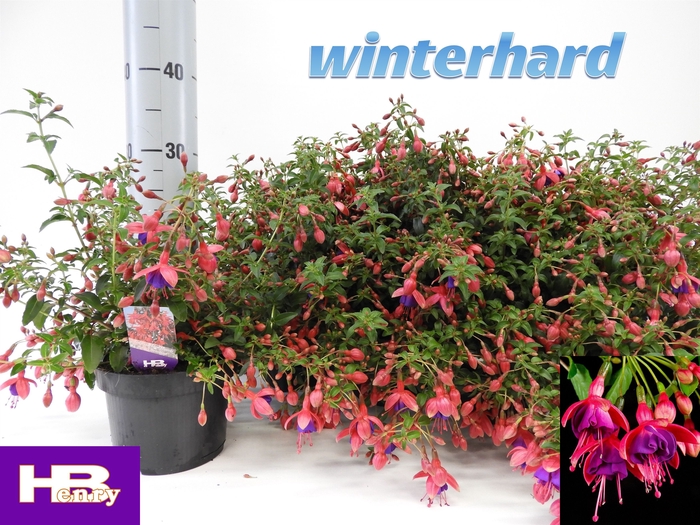 <h4>FUCHSIA TOM THUMB</h4>