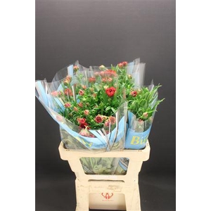 Ran Butterfly Musa 60cm