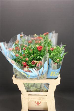 <h4>Ran Butterfly Musa 60cm</h4>