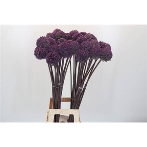 Allium Summer Drummer