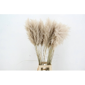DF Pampas 115cm Hollands