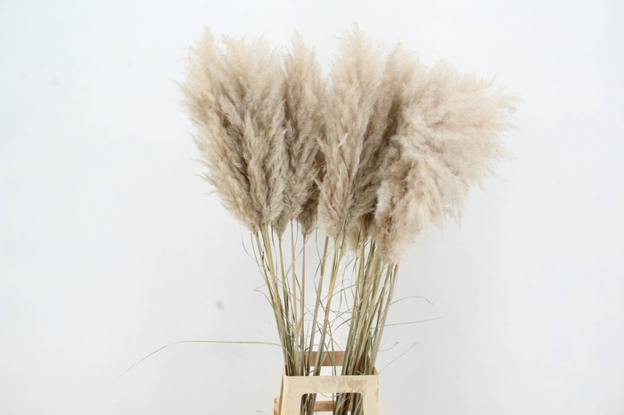 <h4>DF Pampas 115cm Hollands</h4>