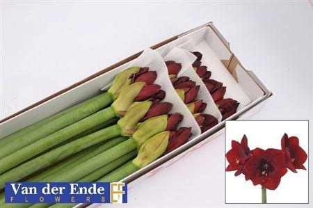 <h4>Hipp Ga Royal Velvet</h4>