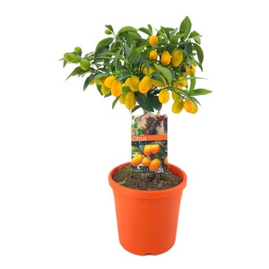 Citrus kumquat