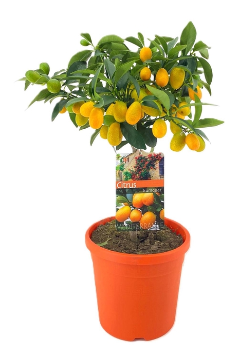 <h4>Citrus kumquat</h4>