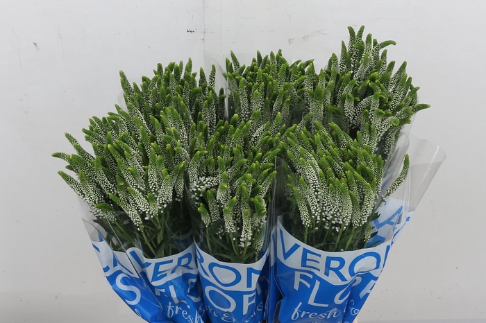 <h4>Veron Smart Caya Spray</h4>