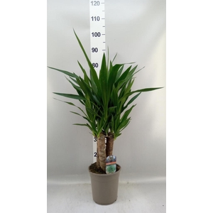 Yucca   ...
