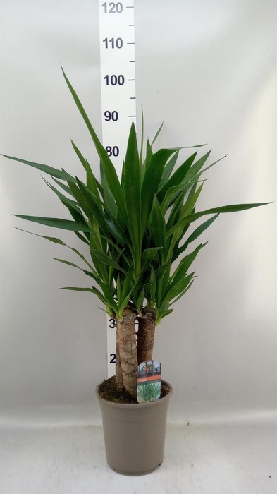 <h4>Yucca   ...</h4>