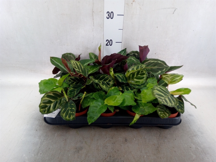 <h4>Calathea   ...mix</h4>