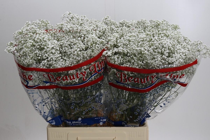 <h4>Gyps Million Stars</h4>