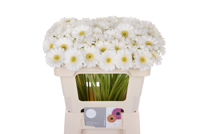 <h4>Ge Mi Ringo</h4>