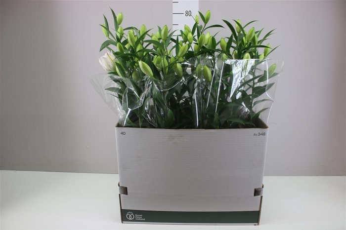 <h4>Lil Or Sunny Double Bounty 4pp White</h4>