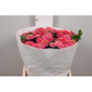 Zinnia Lill Rose