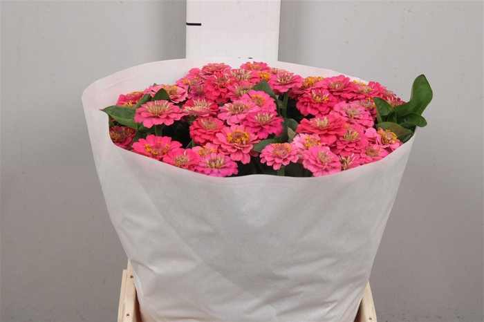 <h4>Zinnia Lill Rose</h4>