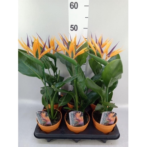 Arr.  Strelitzia L%