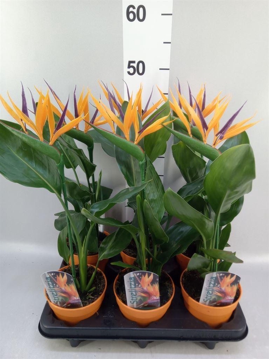 <h4>Arr.  Strelitzia L%</h4>