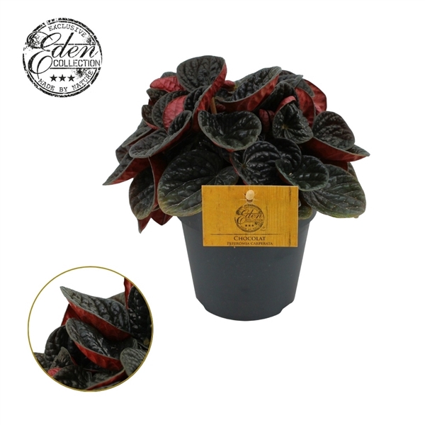 Peperomia Chocolat 12cm