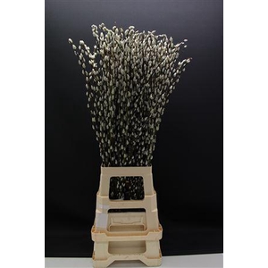 Salix Snow Flake 90cm