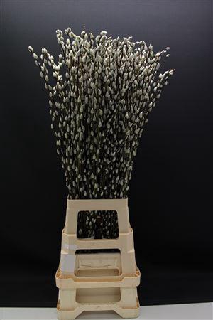 <h4>Salix Snow Flake 90cm</h4>