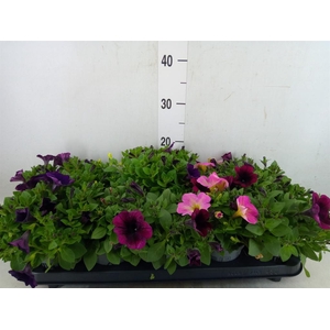 Petunia  'Famous'   ...mix