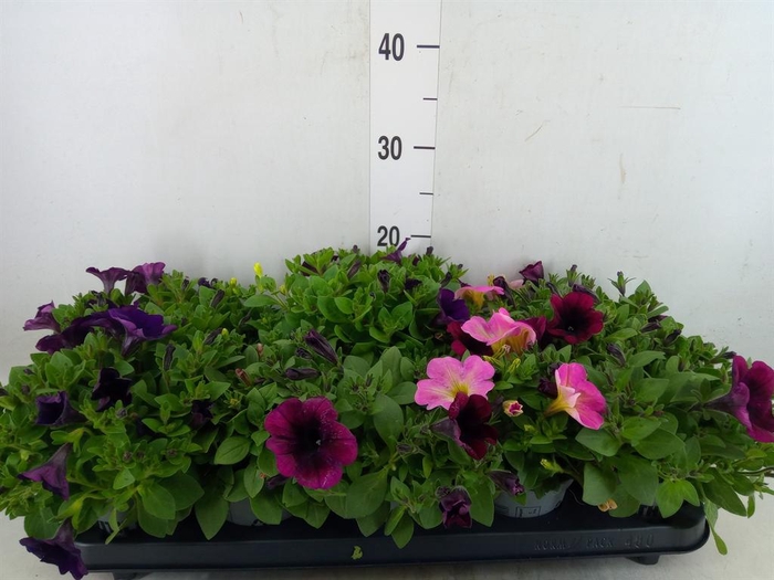 <h4>Petunia  'Famous'   ...mix</h4>