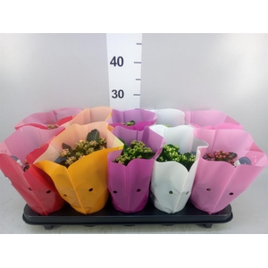 Kalanchoe blos. 'Perfecta'  ..mix 5