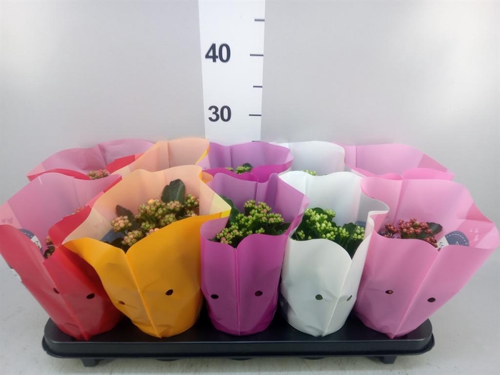 <h4>Kalanchoe blos. 'Perfecta'  ..mix 5</h4>